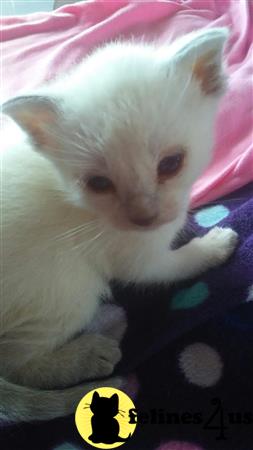 siamese_colorpoints Picture 1